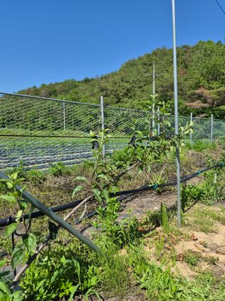 이한재님의 사과 · 영농일지 작성글 사진
