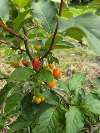 블루베리8034님의 복숭아 · 영농일지 작성글 사진