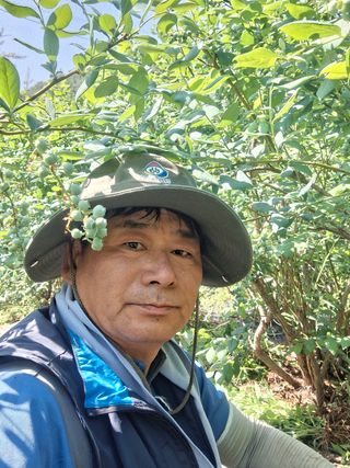 황인근님의 블루베리 · 영농일지 작성글 사진
