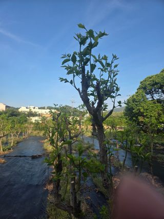 최동수님의 기타작물 · 영농일지 작성글 사진