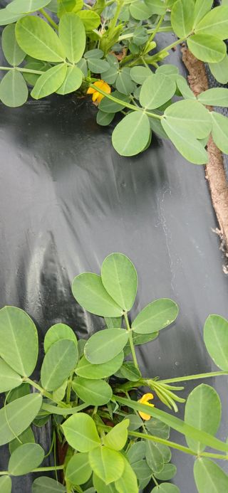 정연섭님의 기타작물 · 영농일지 작성글 사진
