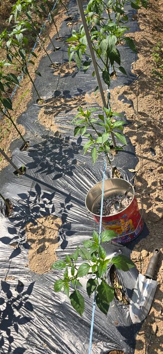 돌복숭아님의 기타작물 · 영농일지 작성글 사진
