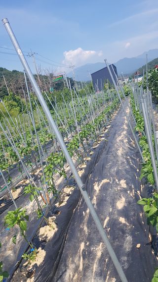 최춘득 청대산 님의 감자 · 영농일지 작성글 사진