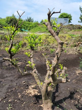 개인교수님의 마늘 · 영농일지 작성글 사진