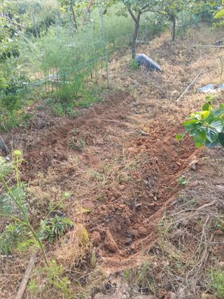 엄기덕님의 상추 · 영농일지 작성글 사진