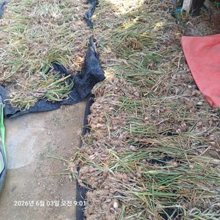 삼성농산님의 파 · 영농일지 작성글 사진
