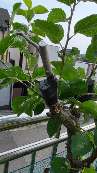 허인녕님의 기타작물 · 영농일지 작성글 사진