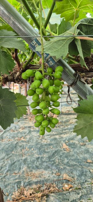 이화주님의 포도 · 영농일지 작성글 사진