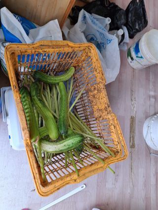 백영호님의 고추 · 영농일지 작성글 사진