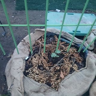 正覺님의 기타작물 · 영농일지 작성글 사진