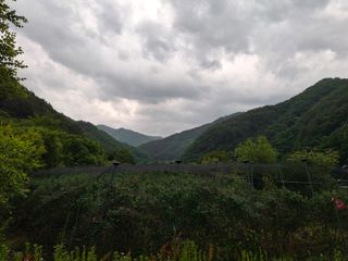 황인근님의 블루베리 · 영농일지 작성글 사진