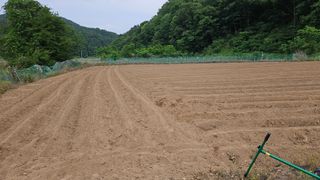 김상년님의 콩 · 영농일지 작성글 사진