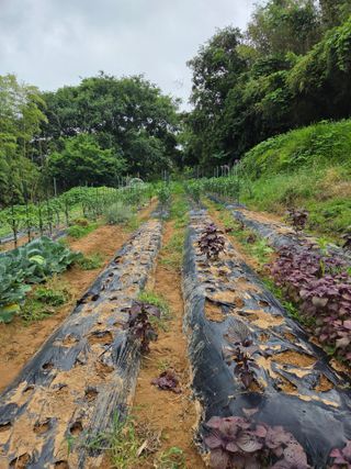 한병훈님의 참깨 · 영농일지 작성글 사진