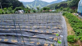 마음이부자인집님의 기타작물 · 영농일지 작성글 사진