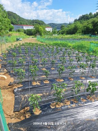 이수홍(이창희)님의 기타작물 · 영농일지 작성글 사진