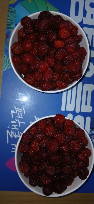 정연섭님의 기타작물 · 영농일지 작성글 사진