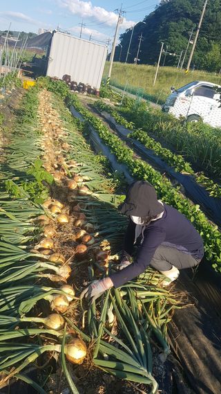 최춘득 청대산 님의 양파 · 영농일지 작성글 사진
