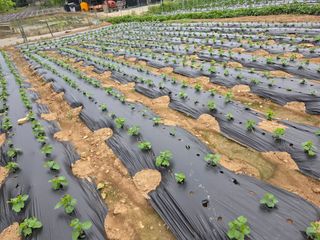 권병☆님의 참깨 · 영농일지 작성글 사진