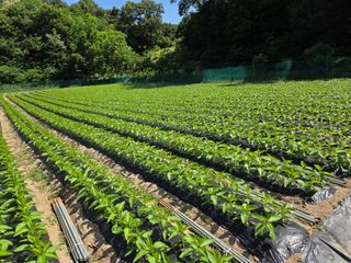정택성님의 참깨 · 영농일지 작성글 사진
