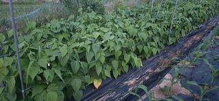 산골아찌님의 기타작물 · 영농일지 작성글 사진