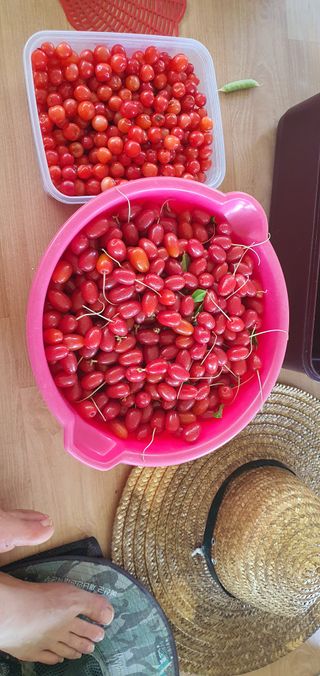 박상중님의 기타작물 · 영농일지 작성글 사진