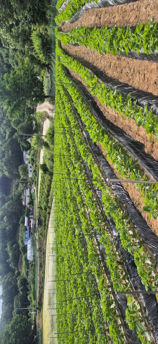 박인환 님의 참깨 · 영농일지 작성글 사진