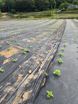 藝園님의 고추 · 영농일지 작성글 사진