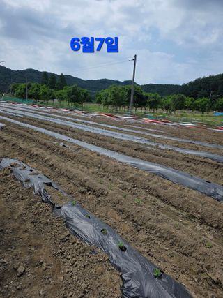 신호진님의 콩 · 영농일지 작성글 사진