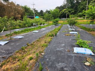 김진영님님의 마늘 · 영농일지 작성글 사진