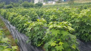 최춘득 청대산 님의 양파 · 영농일지 작성글 사진