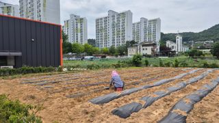 신안광열님의 참깨 · 영농일지 작성글 사진