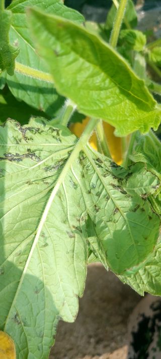 사과9481님의 벼 · 영농일지 작성글 사진