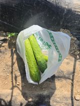 팜모닝 기타작물·영농일지 게시글 이미지
