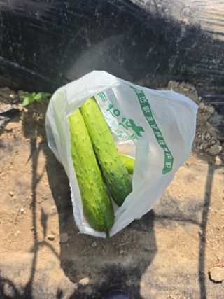 두릅나무21414님의 기타작물 · 영농일지 작성글 사진