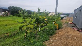 장정규님의 기타작물 · 영농일지 작성글 사진