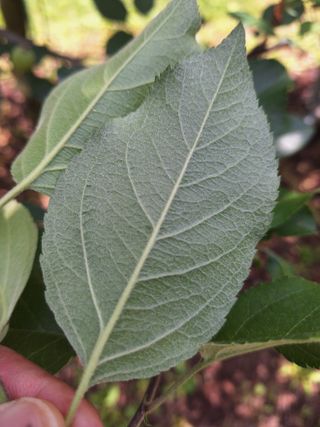 산꼭대기사과밭님의 기타작물 · 영농일지 작성글 사진
