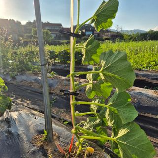 죽촌님의 기타작물 · 영농일지 작성글 사진