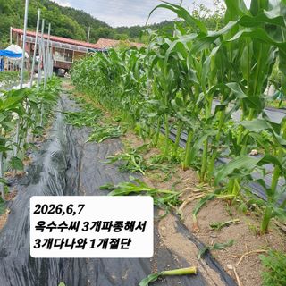 시민농장님의 기타작물 · 영농일지 작성글 사진