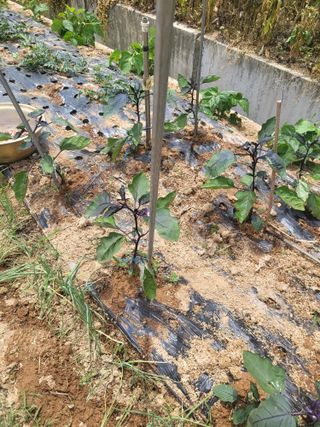 최병우님의 마늘 · 영농일지 작성글 사진