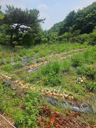 멧돼지님의 기타작물 · 영농일지 작성글 사진