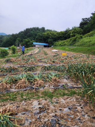 김정기 님의 마늘 · 영농일지 작성글 사진
