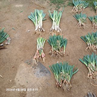 삼성농산님의 파 · 영농일지 작성글 사진