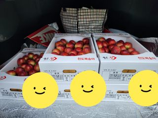 꿀복이농장님의 복숭아 · 영농일지 작성글 사진