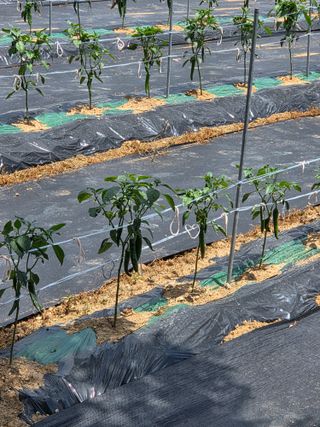 백호순(후추)님의 고추 · 영농일지 작성글 사진