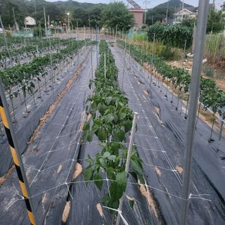 김경순님의 콩 · 영농일지 작성글 사진