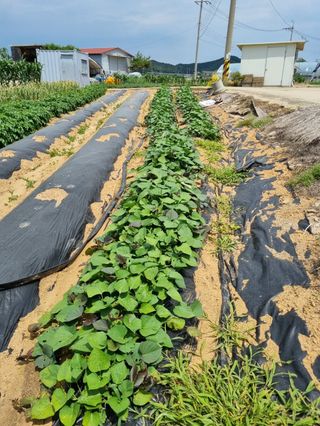 곰새끼님의 벼 · 영농일지 작성글 사진