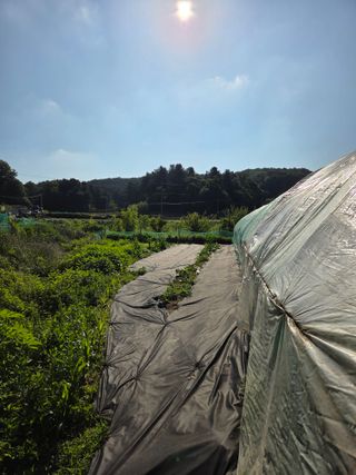 김윤회님의 옥수수 · 영농일지 작성글 사진