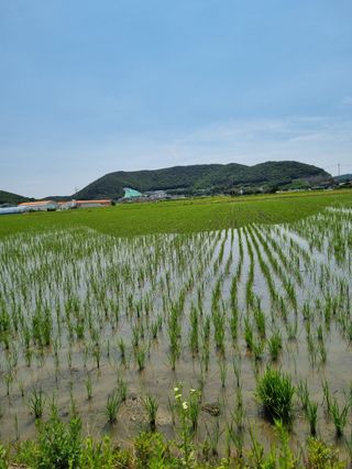 곰새끼님의 벼 · 영농일지 작성글 사진