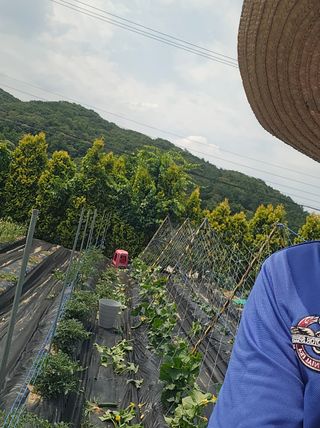 권상탁님의 기타작물 · 영농일지 작성글 사진