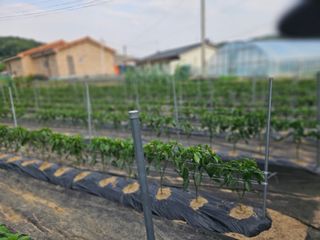 경달현님의 고추 · 영농일지 작성글 사진